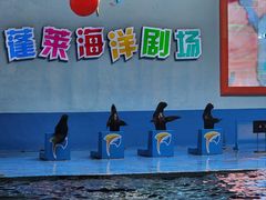 -蓬莱欧乐堡海洋极地世界
