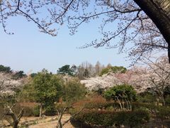 -汉拿树木园