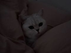 -安安宠医宠物医院·异宠·犬猫内科(岳阳分院)