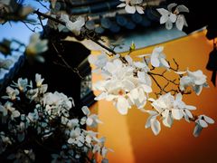 -灵谷景区