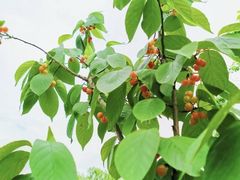 -樱桃山旅游景区