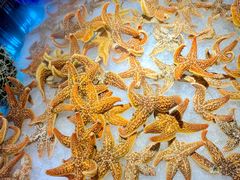 -星海汇海鲜烤肉火锅自助(二七广场百年德化店)