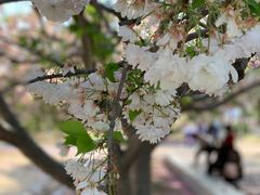 -济南国际园博园