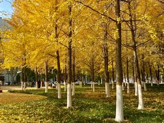 -西北湖绿化广场