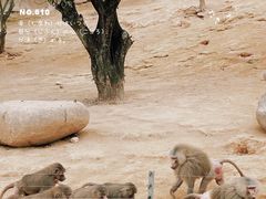 -泉州海丝野生动物世界
