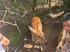 -大连森林动物园