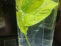 -广东中医药博物馆