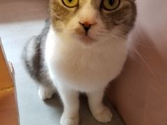 -猫儿山۰猫主题餐厅