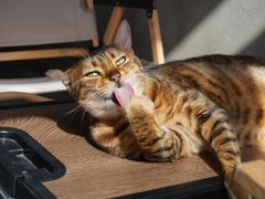 -Heymao猫咖.咖啡厅(东门店)