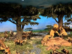 -国家自然博物馆