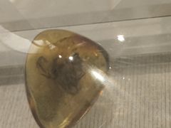 -辽宁古生物博物馆