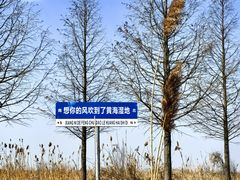 -盐城丹顶鹤湿地生态旅游区