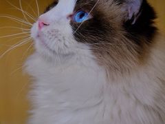 -飞行喵MR PILOT|猫舍·猫咖(静安大融城店)