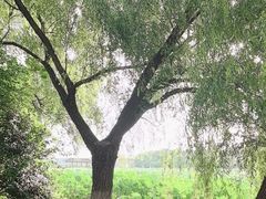 -荷塘月色湿地公园·向阳花洲
