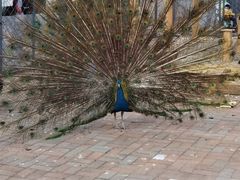 -长白岛森林公园