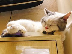 -猫色咖啡·猫咖