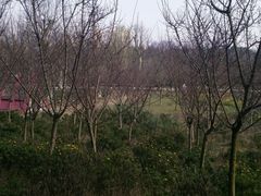 -秀丽东方