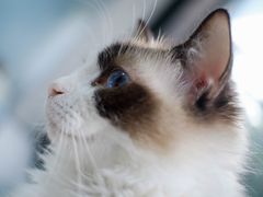 -喵的天空名猫咖啡馆·撸猫·猫舍·用品