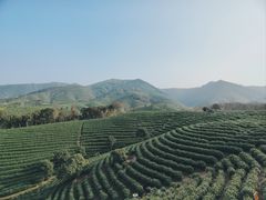 -白茶原·一片叶子
