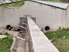 -卧龙中华大熊猫苑神树坪基地