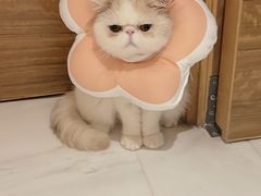 -乐派堂宠物医院·猫友好· 心脏科(东街店)