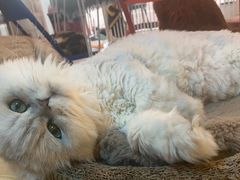 -平行世界·猫咖(首经贸店)