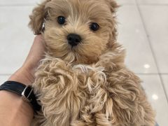 -翊宠yipet猫狗购宠庄园犬舍•猫舍