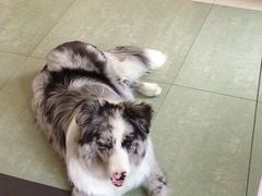 -翊宠yipet猫狗购宠庄园犬舍•猫舍