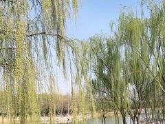 -大兴滨河森林公园