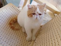 -喵屿·大理花园猫咖