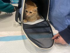 -艾吉宠物医院·疑难杂症转诊中心·猫友好(碧江路院)