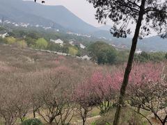 -香雪海