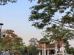 -王借岗森林公园