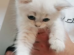 -lincat·猫舍(广州店)