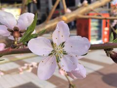 -王府井步行街
