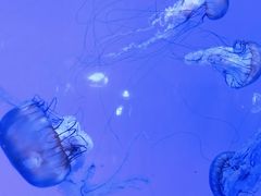 -青岛海底世界-水族馆