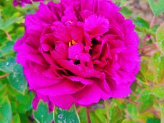 -咸阳湖景区-古渡公园