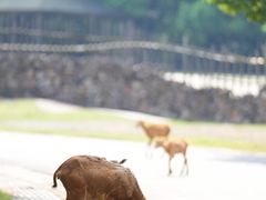 -常州淹城野生动物世界