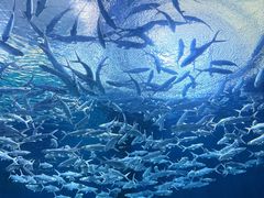 -海合安武汉极地海洋公园