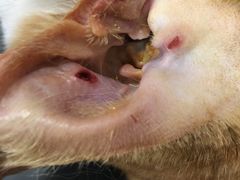 -芭比堂宠物医院·全科爱猫医院·仁德分院