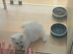 -二刀潮牛(重庆光环购物公园店)