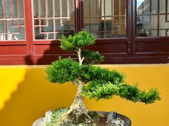 -圆通寺