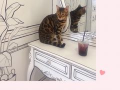 -白夜2D咖啡馆