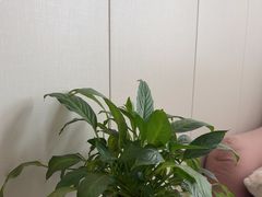 -安肯心理咨询(长宁旗舰店)