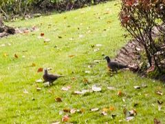 -徐家汇源景区-衡山公园