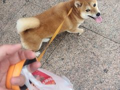 -艾贝尔宠物医院 ·中兽医·宠保定点(北门桥店)