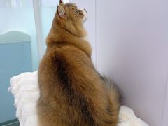 -爱洗澡的猫(望京店)