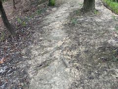 -黄埔油麻山森林公园