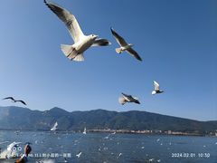 -海埂大坝
