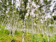 -塞罕坝国家级自然保护区